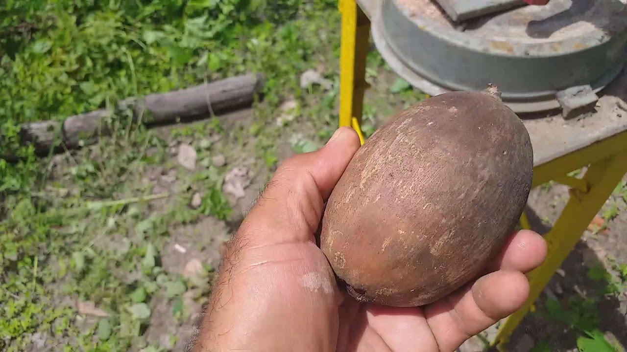 Máquina pra cortar Coco babaçu.