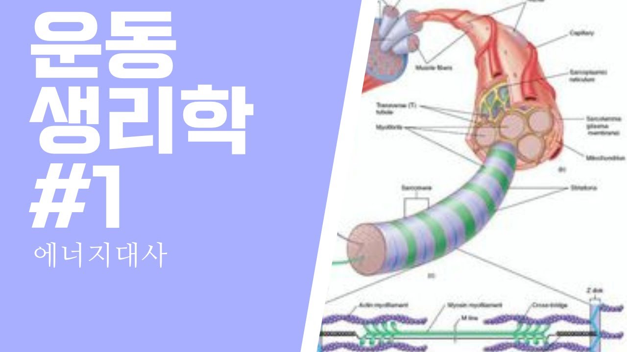 운동생리학_에너지대사_1-1 ATP란?