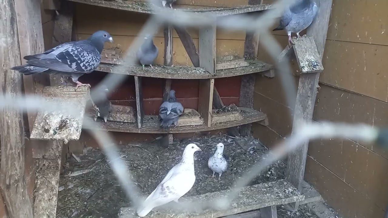 Noutăți , pe la animale