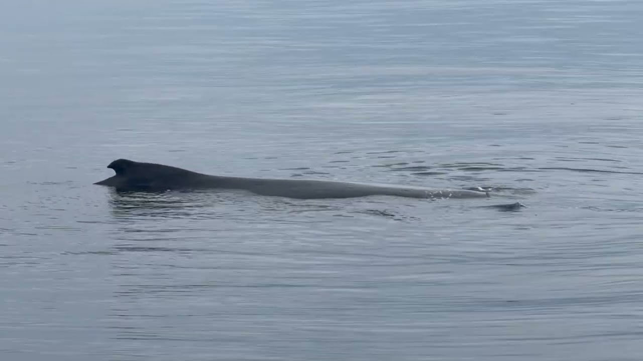 水面でゆっくりとした時を過ごすザトウクジラ親子！
