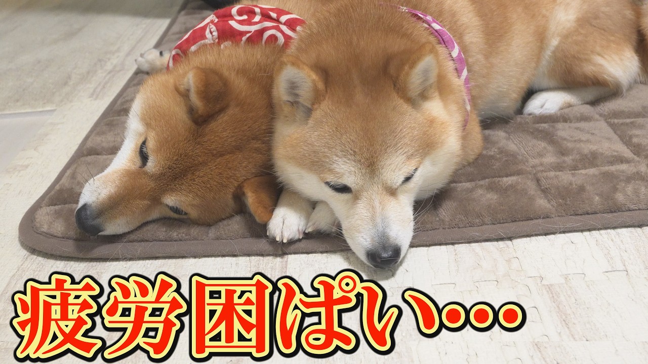 てんかん重積の柴犬が、深夜2時から奇妙な行動をとり始め、症状に変化が見られました。