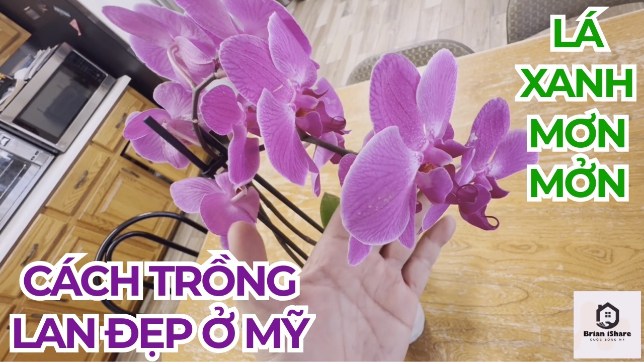 Cách Trồng Lan Đẹp cho Lá Xanh Mơn Mởn