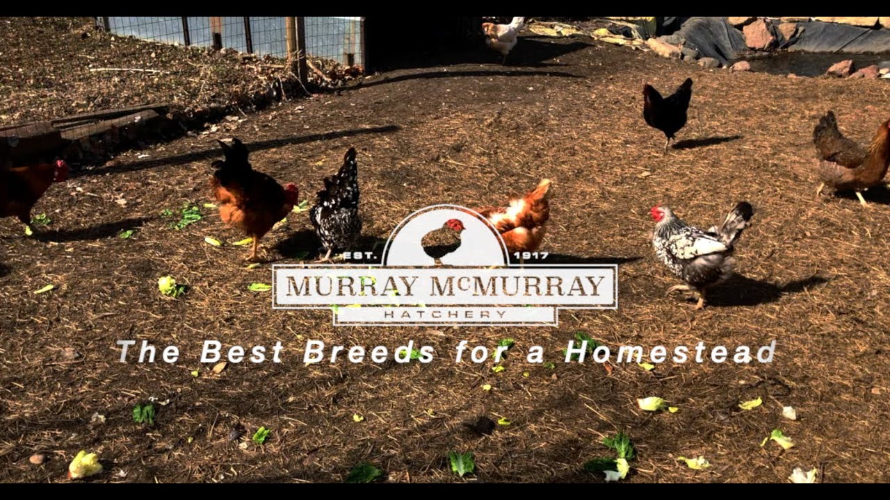 Лучшие породы кур для вашего хозяйства | Инкубатор McMurray