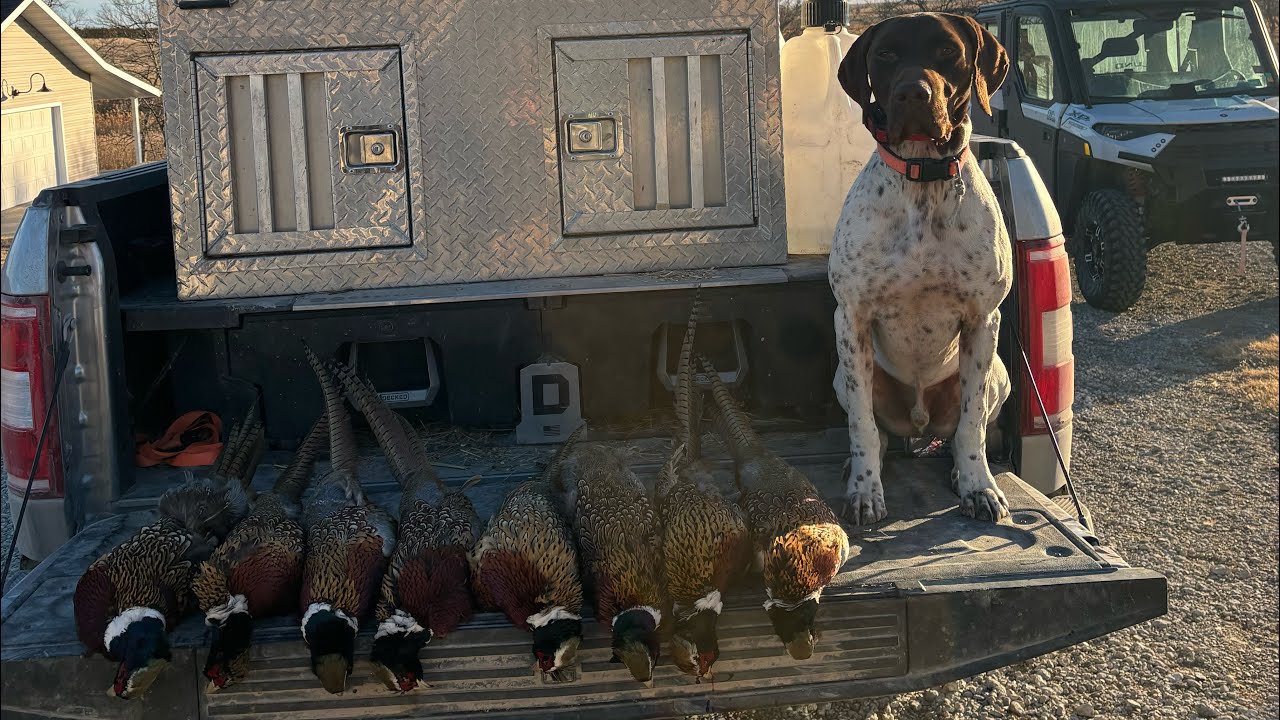 Late-Season Kansas Pheasants | Hard-Working Dogs & Wild Roosters