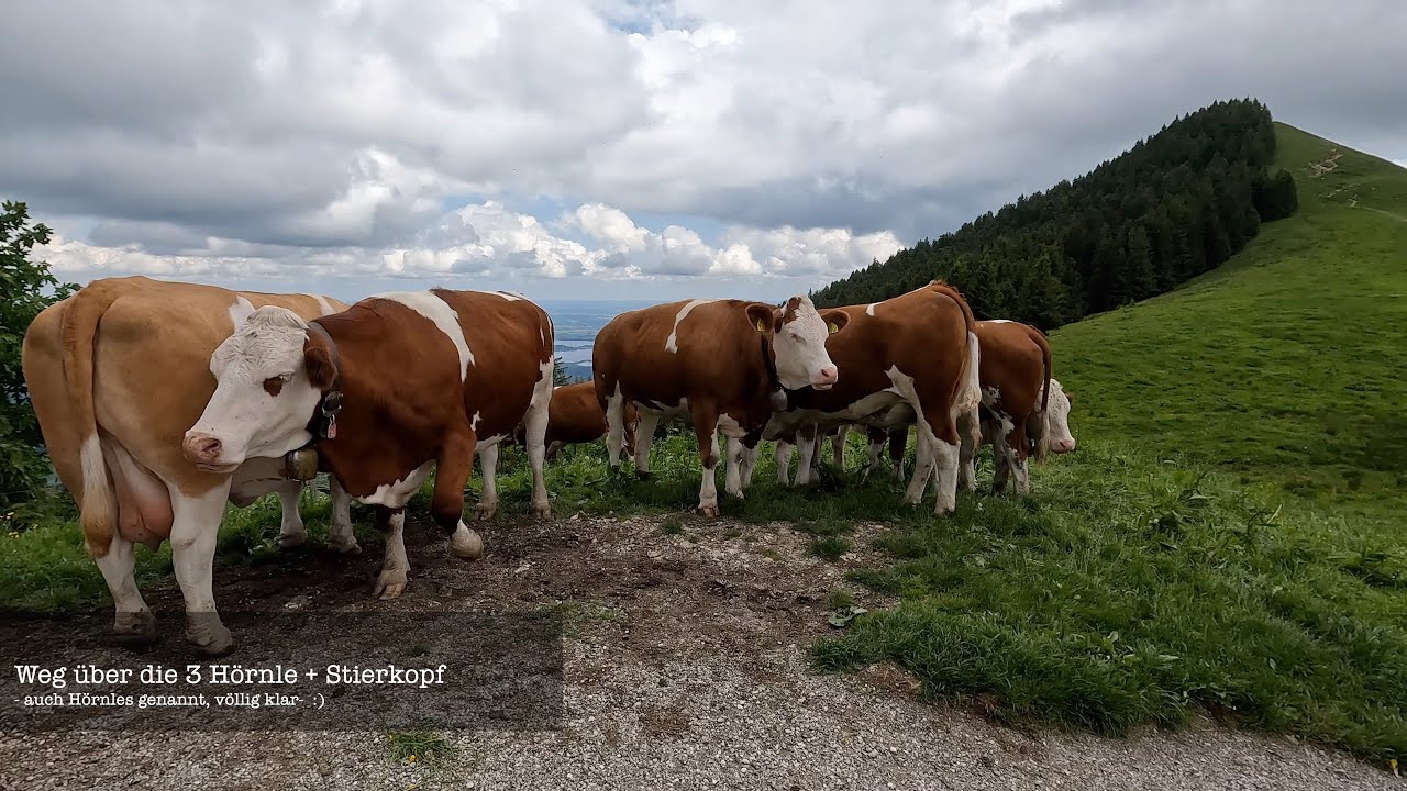 Leichte Wanderung Vorderes | Mittleres | Hinteres H&ouml;rnle | Stierkopf - Ammergauer Alpen