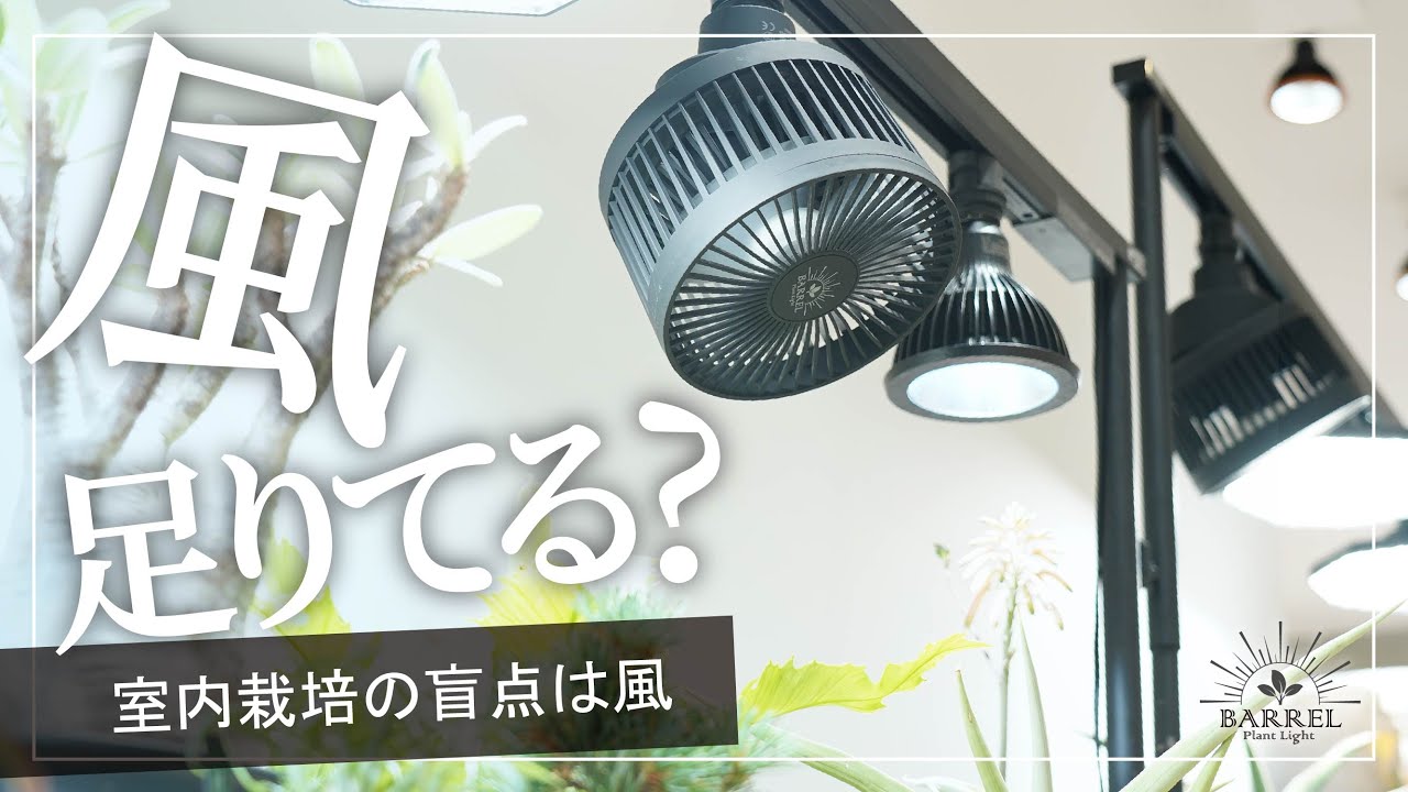 風,足りてる？室内植物育成の盲点　水と光だけじゃダメ？エクメアムーブBARRELのサーキュレーター！