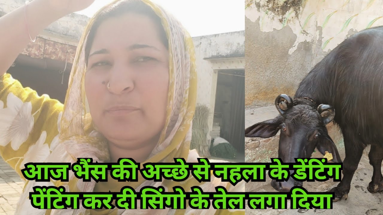 वीडियो में आने से लोगों को चिड़ते देखा था मैंने भैंस तो पहली बार देख रही हूं ये बात कुछ हजम नहीं 