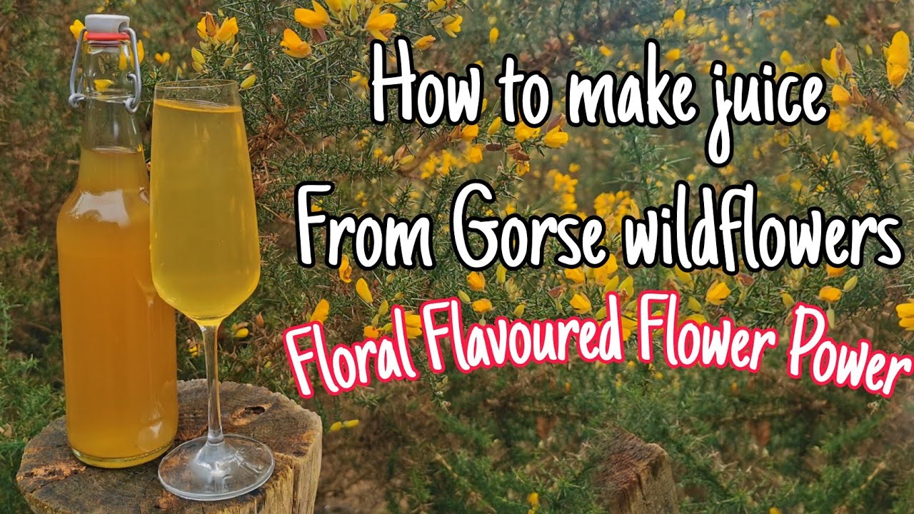 How To Forage & Make Gorse Flower Cordial - Making Juice From Wildflowers 🌸 Easy Step By Step