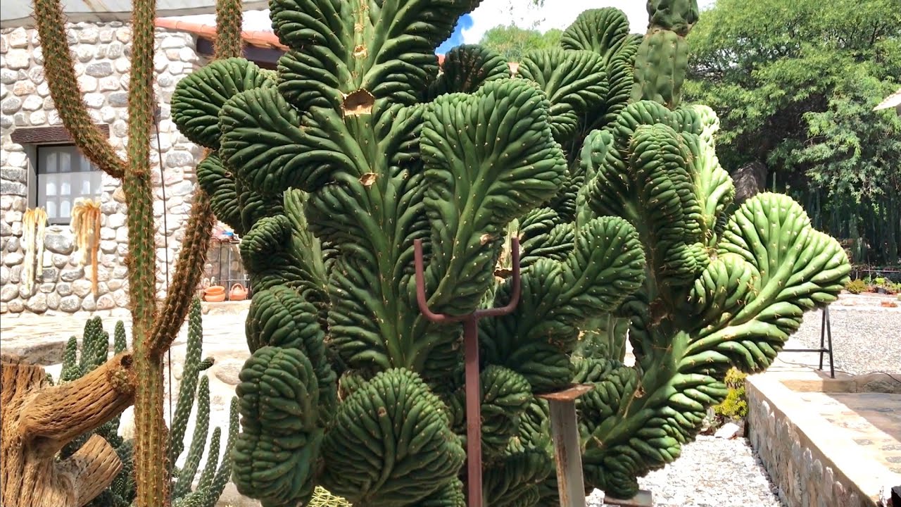 Conocí esta SÚPER COLECCIÓN de CACTACEAS | Cafayate | La Casa del Cactus El Tío Palo
