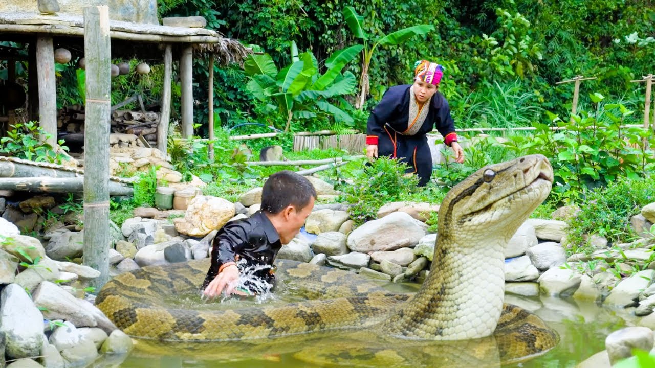 Survival Against All Odds - Dwarf Family Attacked by a Colossal Python Over Fish Pond