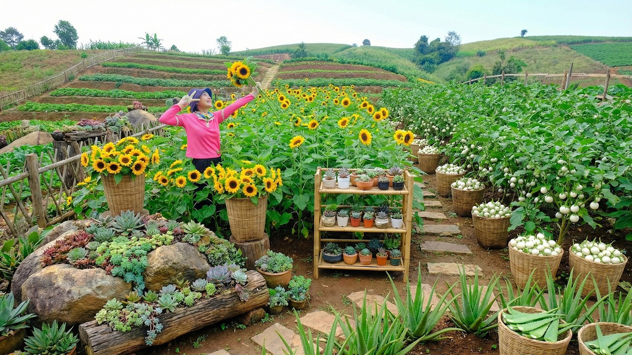 Relax With Harvest: Succulent, Sunflower, Thai Eggplant, Aloe Vera, White Radish, Chayote, Mushroom