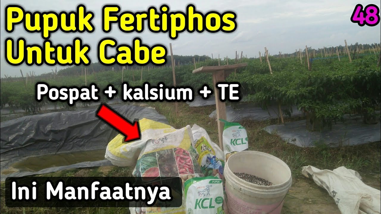 Pemupukan Cabe Fase Generatif Untuk Merawat Buah Cabe