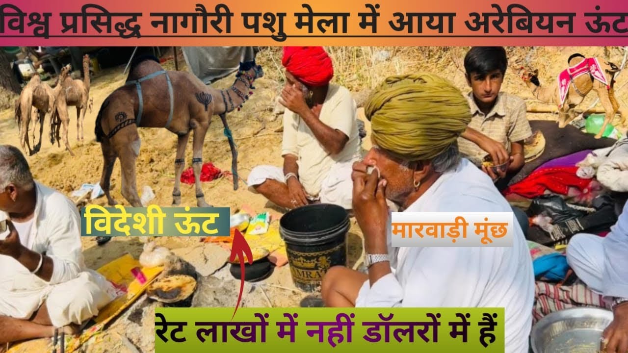 नागौरी पशु मेले में आया अरेबियन ऊट क़ीमत लाखों में नहीं डॉलरो मेंहै #vilagelife #camel #ऊट #safari