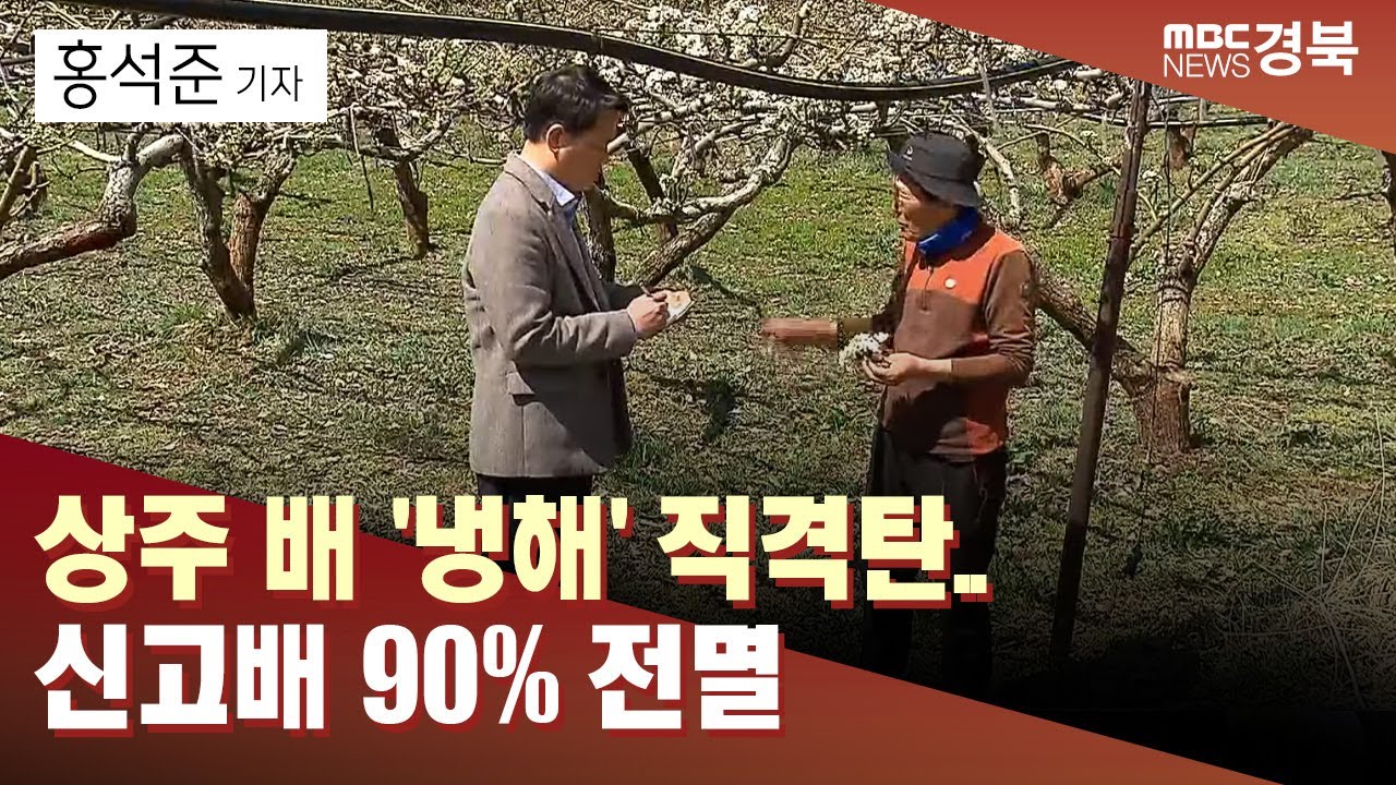 [R]상주 배 '냉해' 직격탄.. 신고배 90% 전멸/ 안동MBC