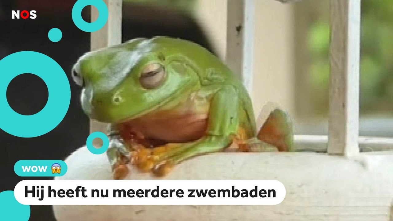 Man bouwt villa voor de kikker in zijn tuin
