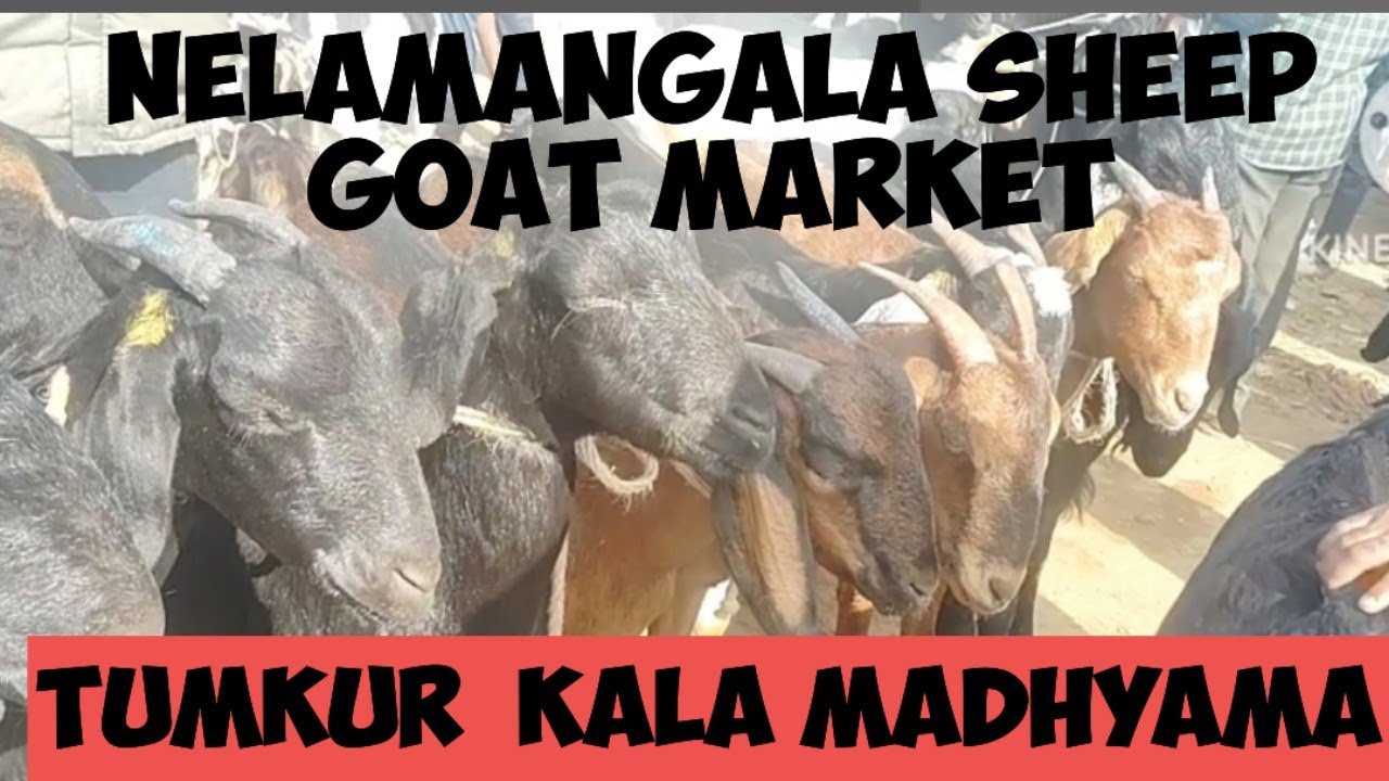Nelamangala  sheep goat market@ tumkur kala madhyama
