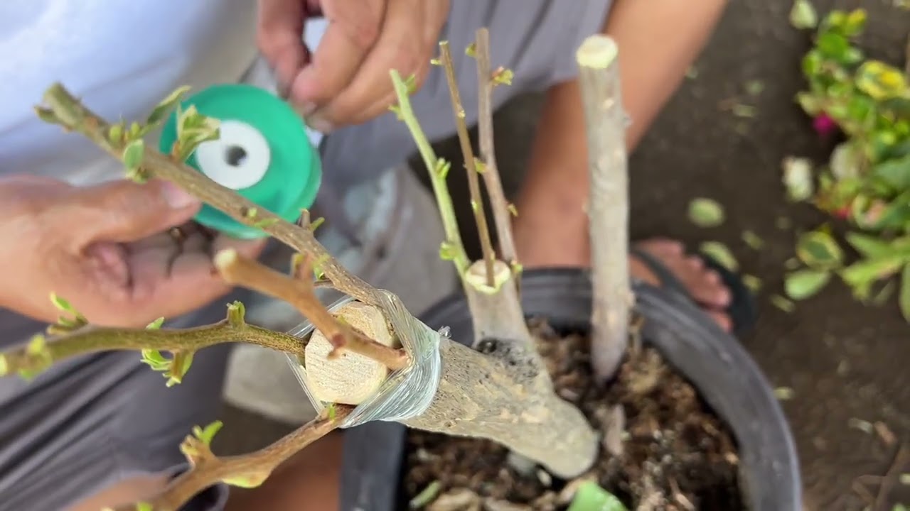 Learn How to Graft Bougainvillea | Perfect for Home Gardeners