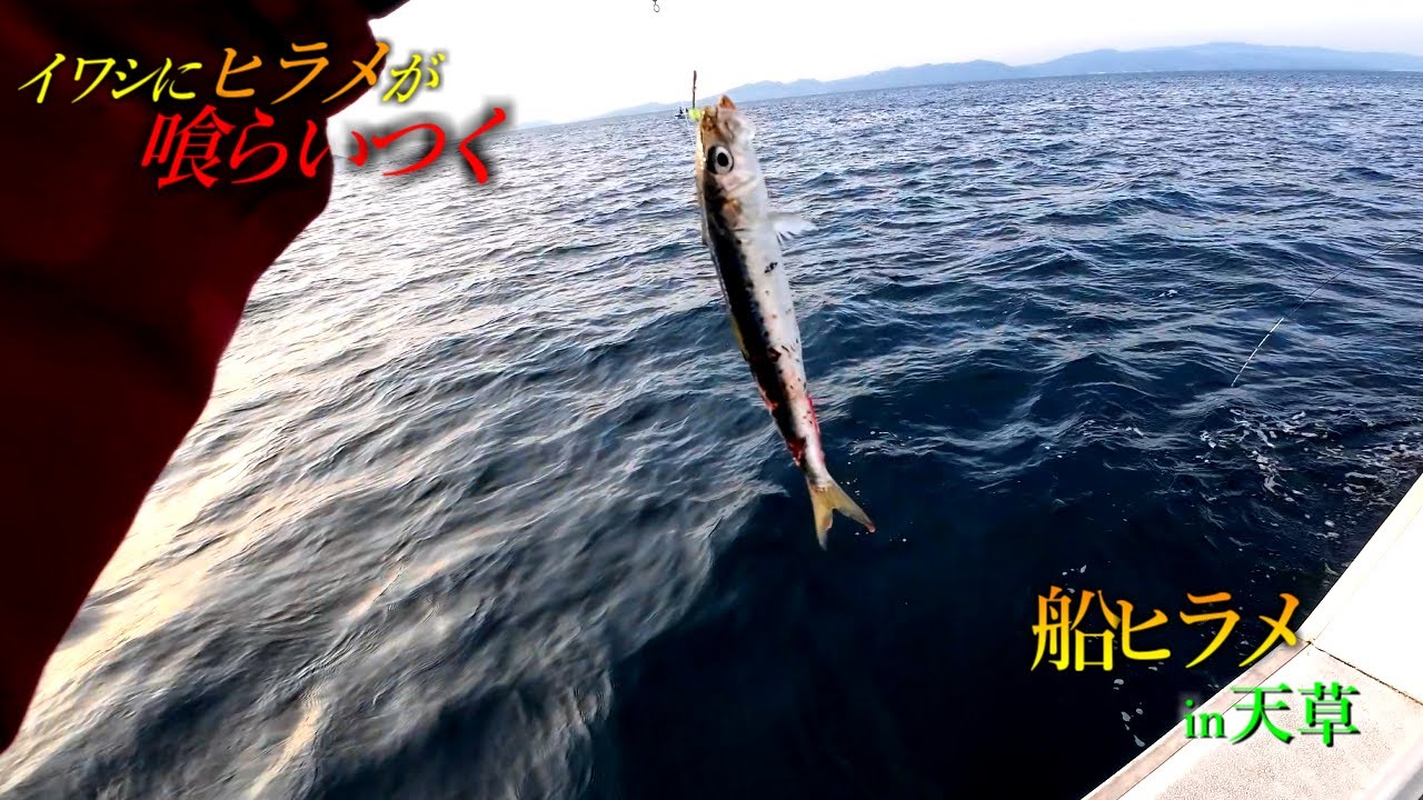 【船ヒラメ】船からイワシを泳がせて座布団ヒラメを狙う！