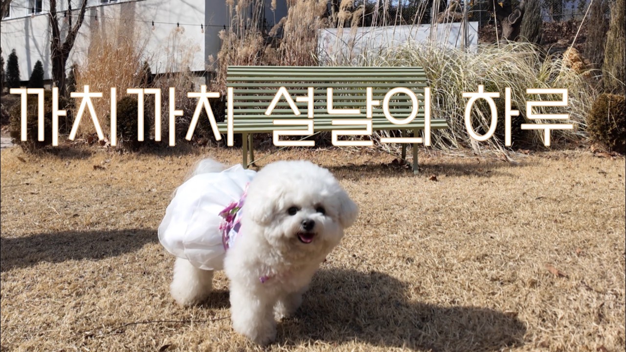 사랑받는 강아지가 설날을 보내는 방법