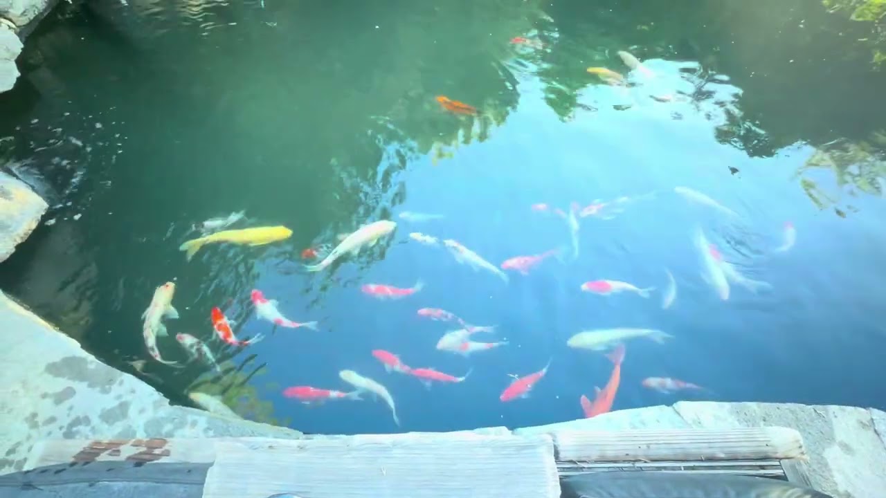 如何养锦鲤鱼