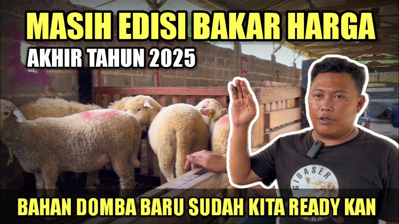 PROMO BAKAR HARGA DOMBA TERMURAH HARI INI STOK TERBARU DORPER,TEXEL,MERINO, SULFOK DI FILOSOFI DOMBA