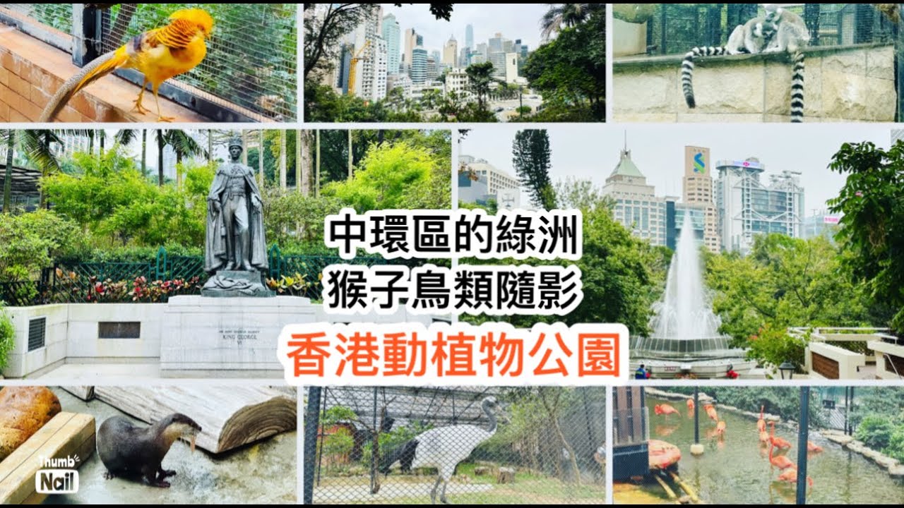 香港動植物公園一遊 ｜ 繁忙中環區中的一點綠 以前叫兵頭花園 ｜ 動植物公園內的動物隨影 很多猴子類和雀鳥的免費開放公園 《香港人遊香港-中環》