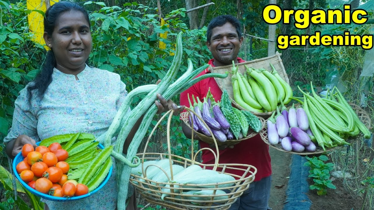 Home gardenin Organic gardening ගෙවතු වගාව gewathu wagawa kabanika wagawa sri lanka කාබනික වගාව