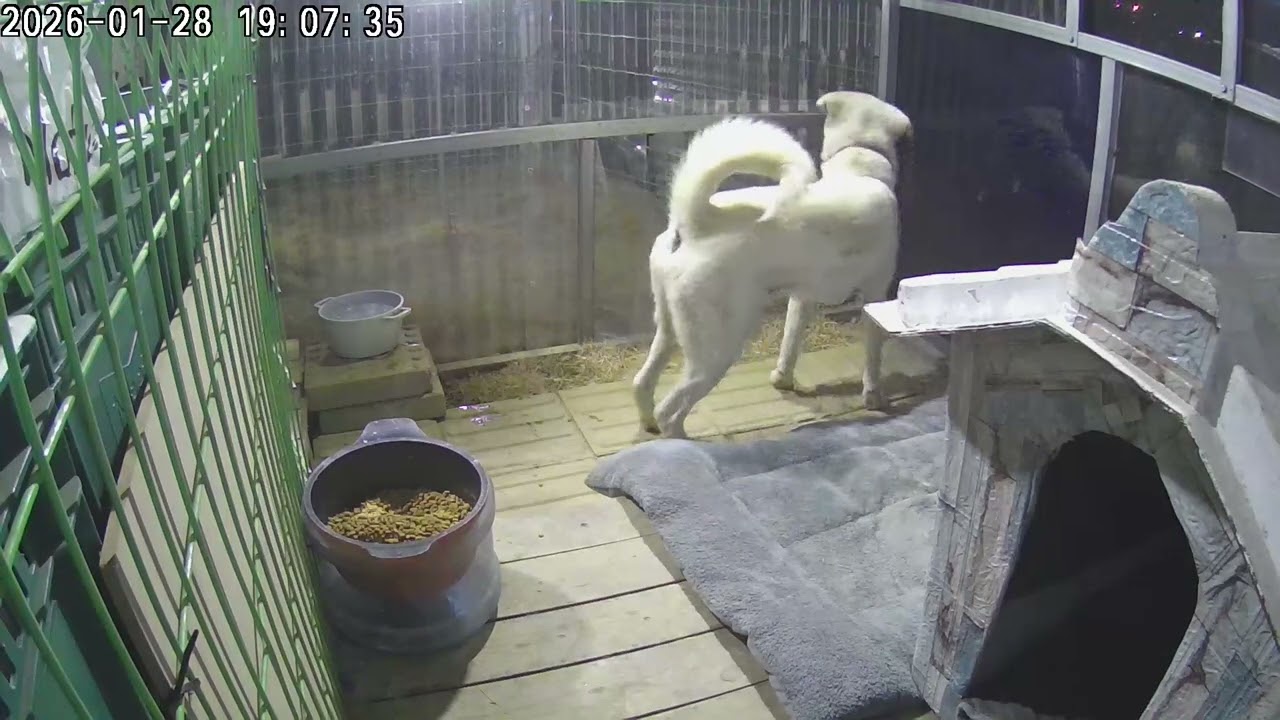 1월28일 혼자도 잘있는대박이#진도풍산믹스견 #시골개산책 #cctv 