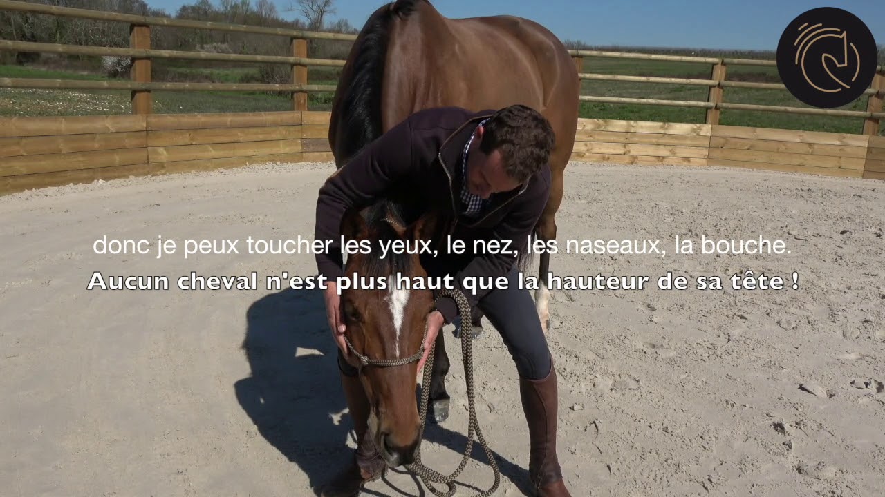 Eduquer son cheval au quotidien : comment mettre le filet ?