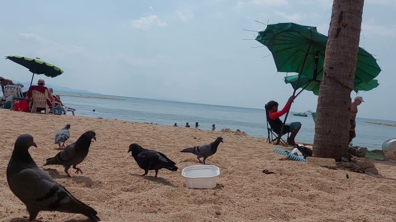 Bird feeding at Jomtien beach