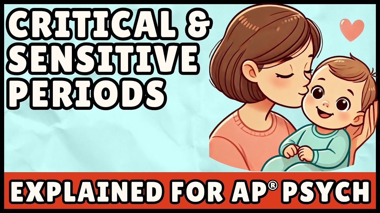 Критические и сенситивные периоды (AP Psychology)