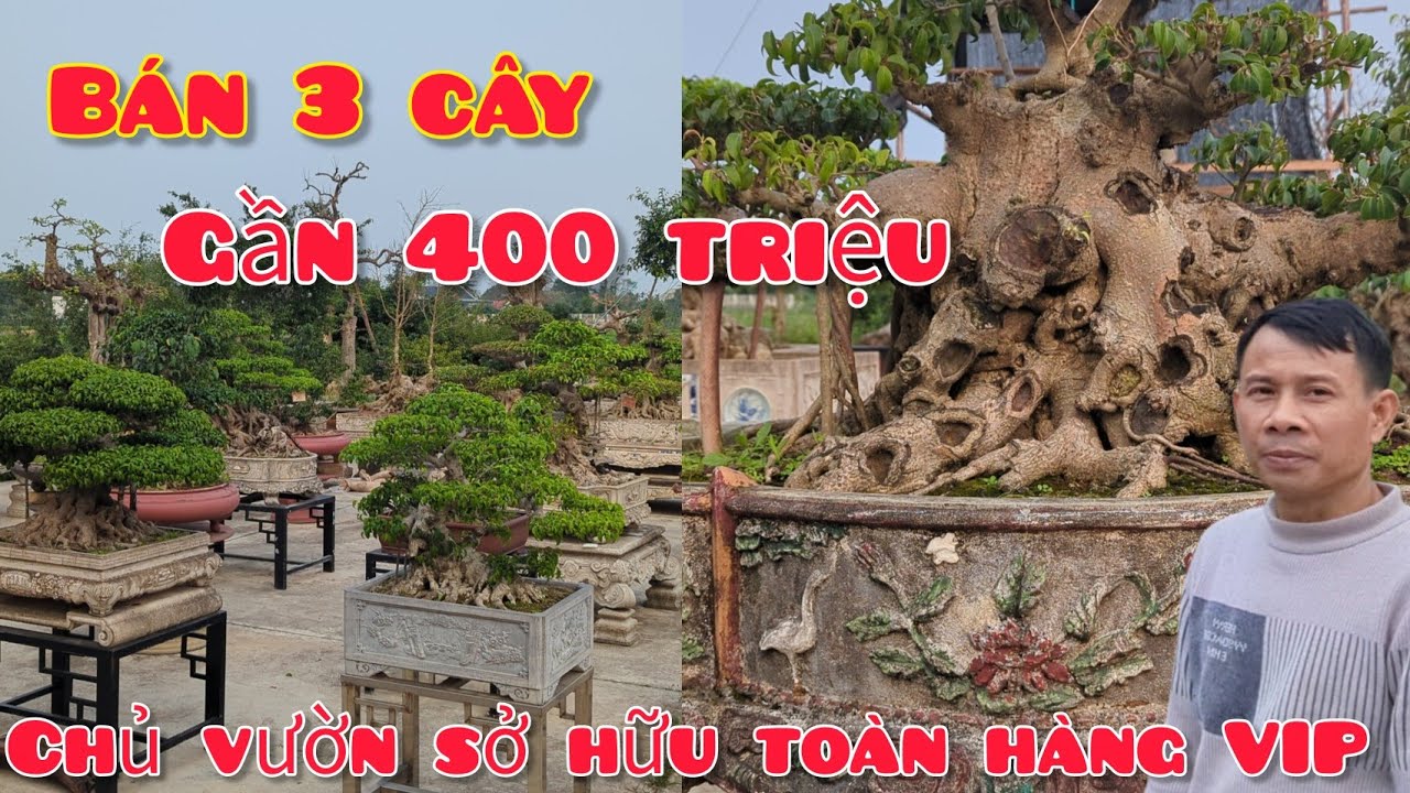 Nổ 3 tác phẩm gần 400 triệu cho anh em anh tám chia sẻ nhập đội 1 số phôi siêu vip về vườn 