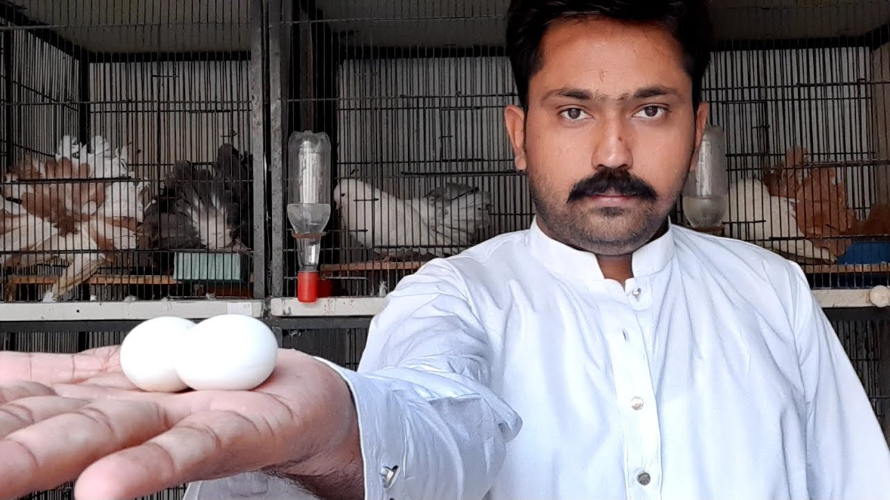 Male fatality issue//Tip for Pigeons//Male ki masti k liye tips//Pigeon farming in Faisalabad