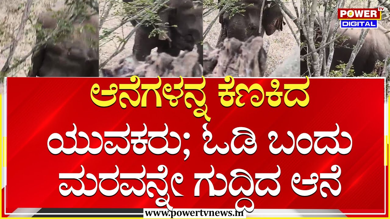 Elephant Attack : ಆನೆಗಳನ್ನ ಕೆಣಕಿದ ಯುವಕರು ; ಓಡಿ ಬಂದು ಮರವನ್ನೇ ಗುದ್ದಿದ ಆನೆ | Anekal | Power TV News