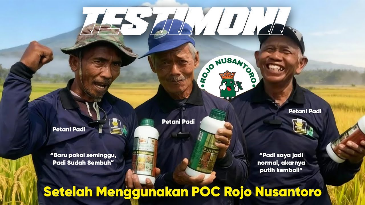 Padi Merah & Kering? Lihat Bagaimana Padi ini Pulih Setelah Pakai Rojo Nusantoro!