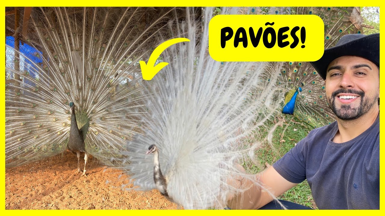 Variedades de Pavões Raros da Quinta do Couto - Nasceu Filhotes de Ganso Canadense | Gutejando 