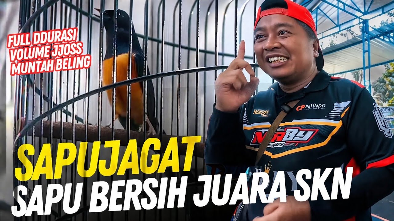 Juara Semua Main 4 Kelas 😱 Murai Sapu Jagad Jawara Tiket Utama 5th Anniv SKN