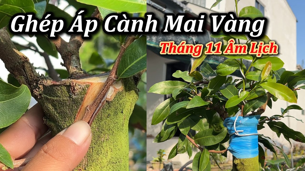 Ghép Áp Cành Mai Vàng Tháng 11 âl - Mai Vàng Duy Hiếu