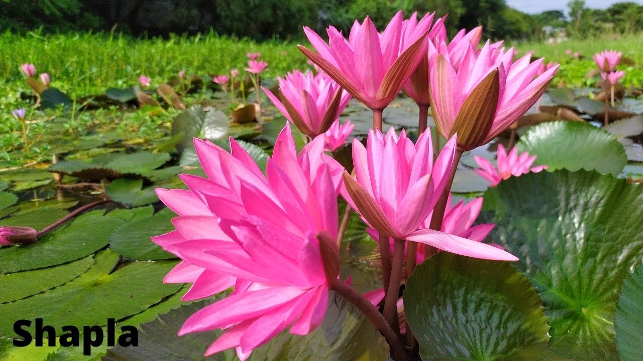✅Beautiful shapla flowers in water || This is natural water lily flower
