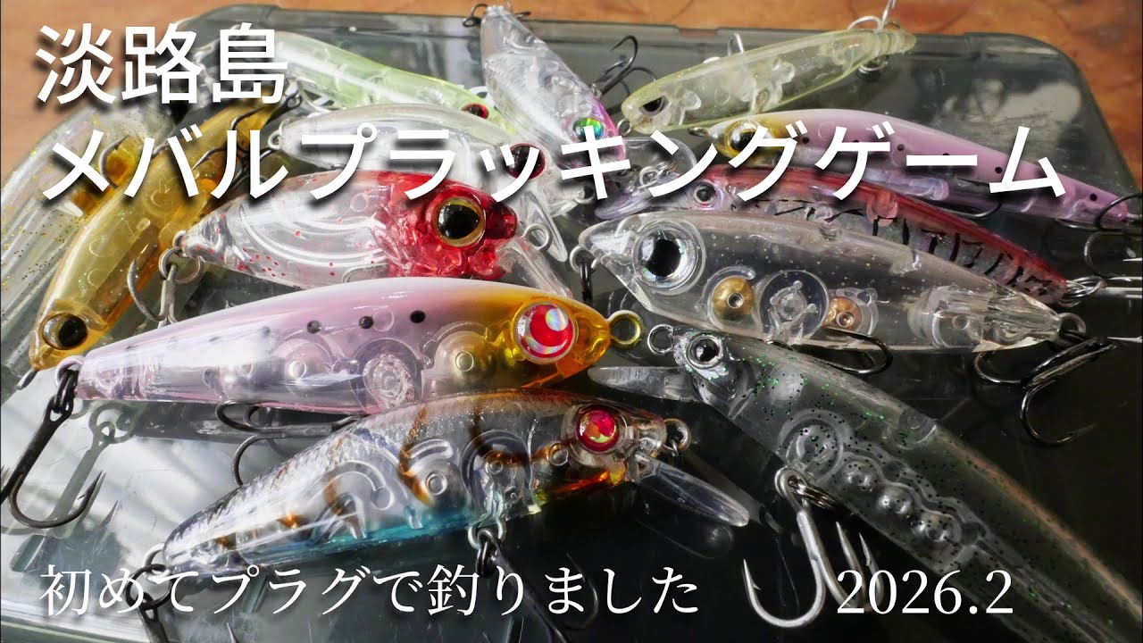 淡路島メバリング　初めてのプラッキングで連続ヒット！