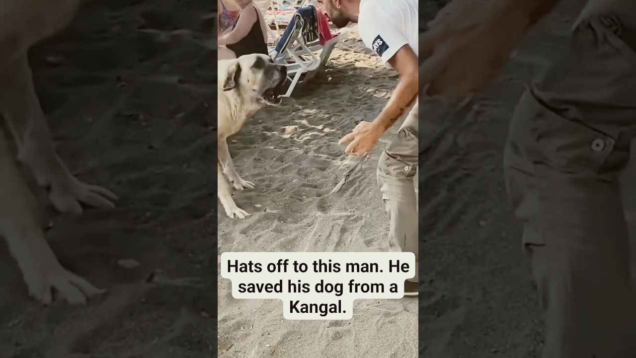 WWYD? Man stops big Kangal from attacking his dog! wow! #kangal #dog #shorts