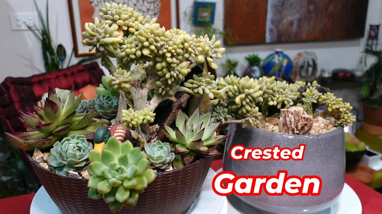 Succulent Arrangement Revamp | CRESTED GARDEN