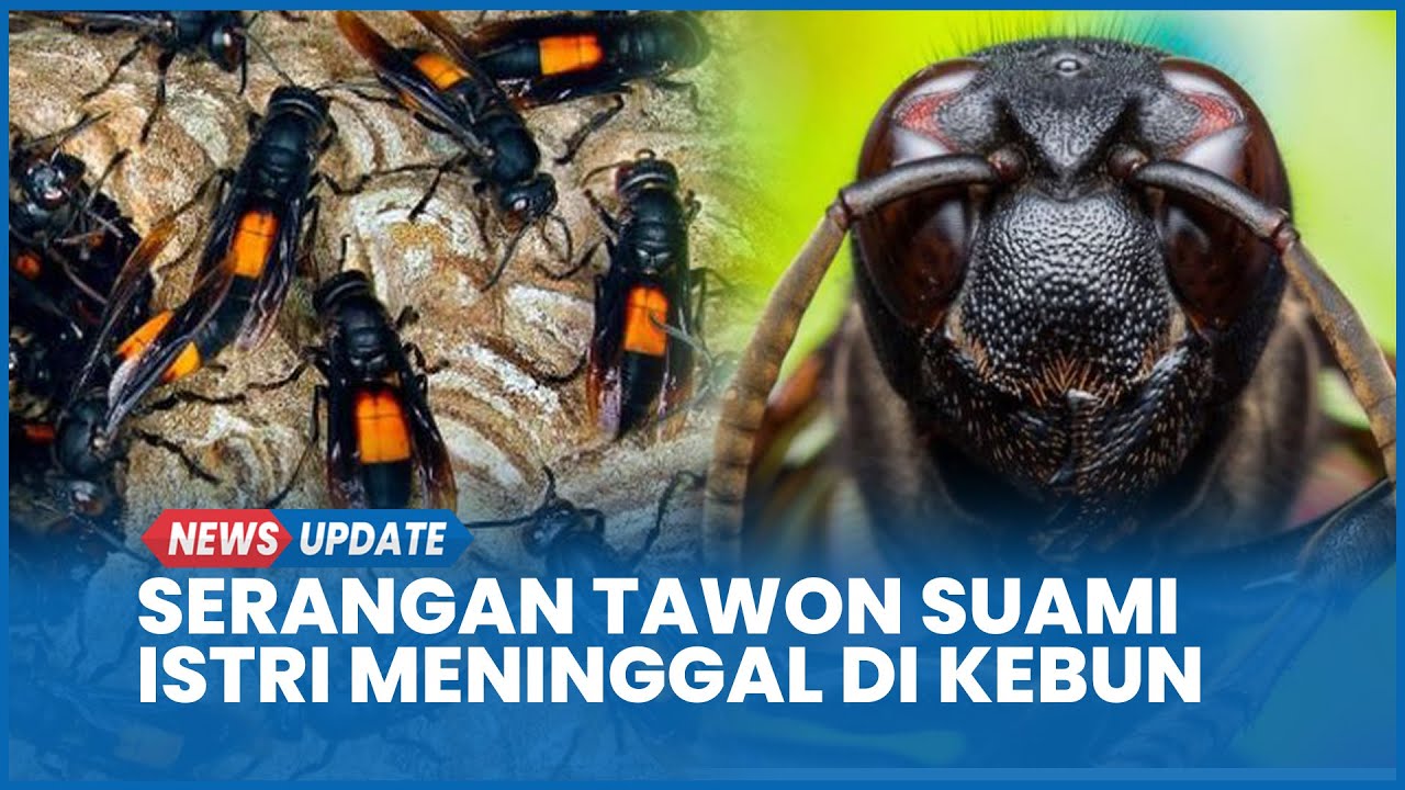 Serangan Tawon Telan Dua Korban: Suami Meninggal di Kebun, Istri Menyusul Beberapa Jam Kemudian