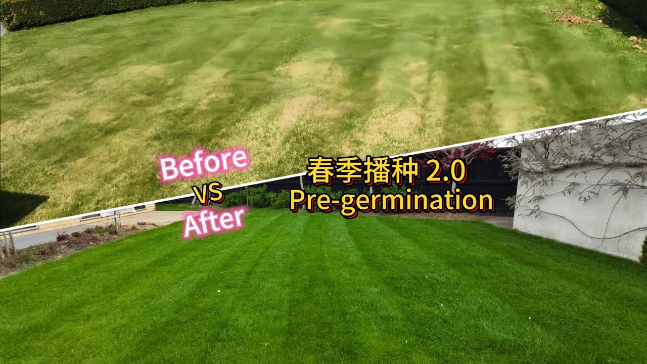 【居家DIY】草坪年度维护2.0——预萌发 高效播种 【懒人包】