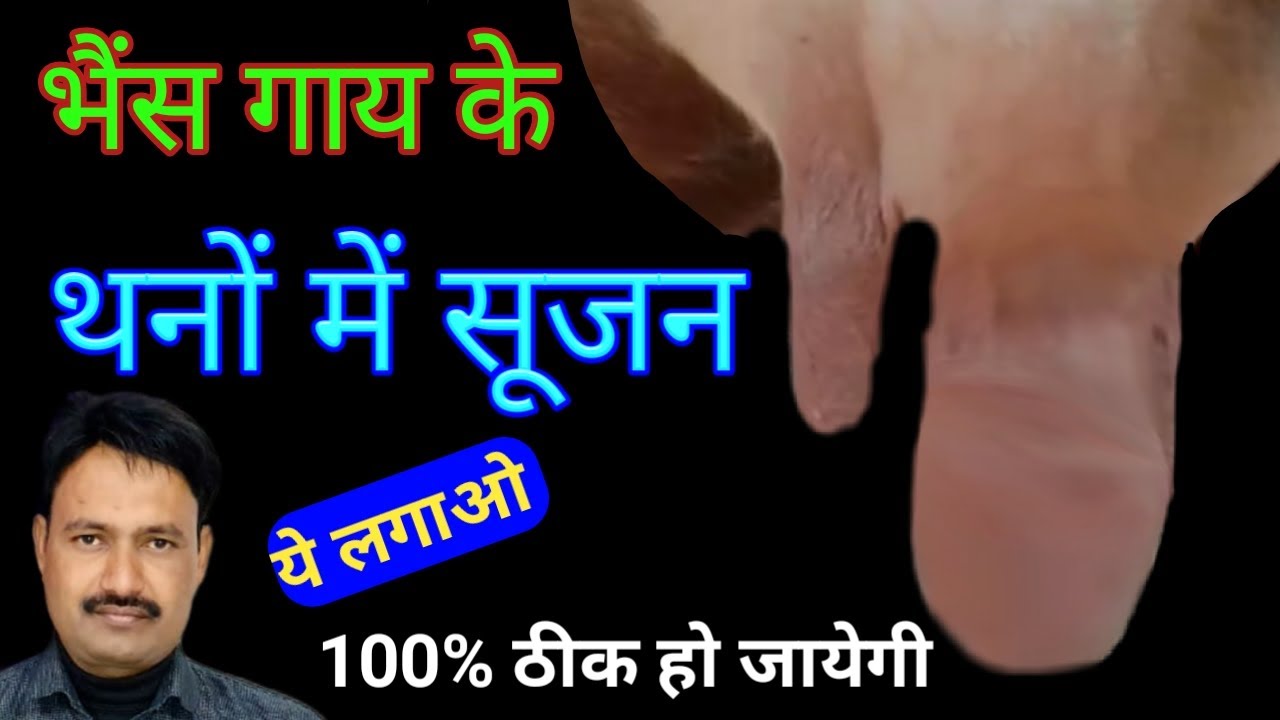 गाय भैंस के थन में सूजन की दवा cow buffalo ke than me sujan ka ilaj 100% रामबाण ईलाज