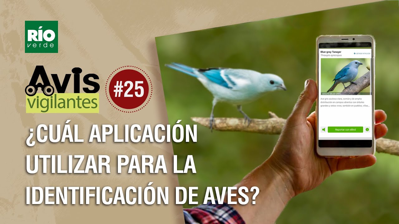 ¿Cuál aplicación utilizar para identificar un ave?   Avis Vigilates   Episodio #25 Río Verde