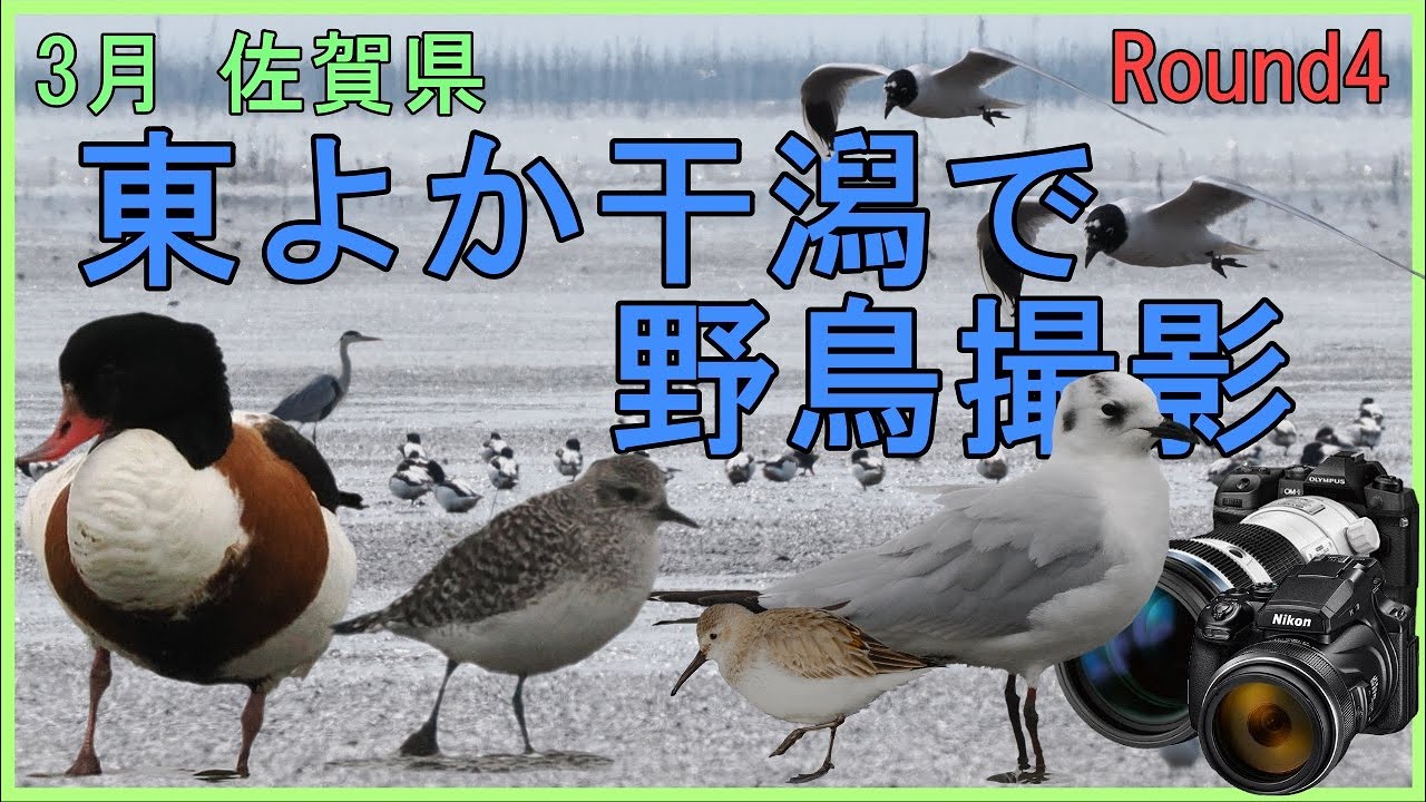3月 佐賀県 東よか干潟で野鳥撮影　OM-1　P1000　ツクシガモ　ハマシギ　カササギ