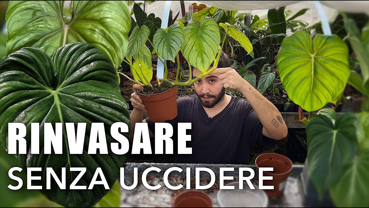 Come Rinvasare i PHILODENDRON STRISCIANTI Senza SHOCK DA RINVASO