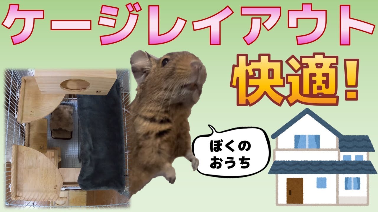 【デグーお世話】デグーのケージレイアウト全てお見せします！