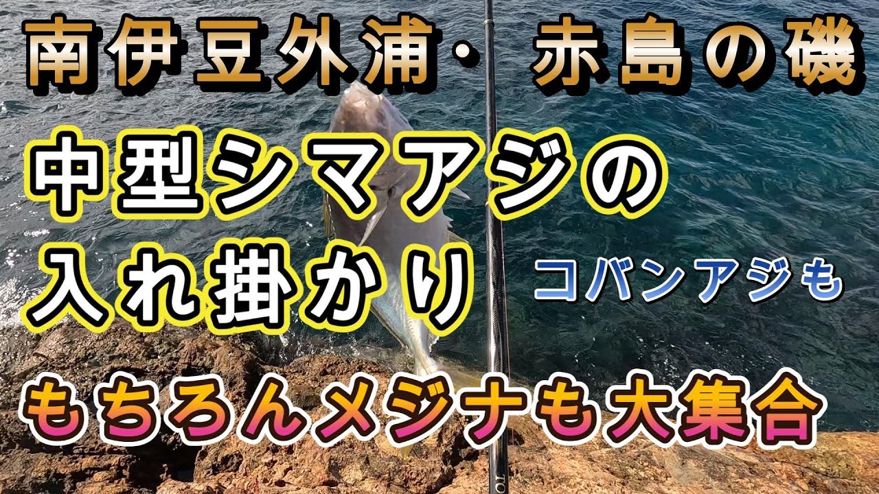南伊豆外浦・赤島の磯～シマアジ、メジナの入れ掛かり